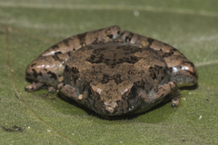 Microhyla berdmorei