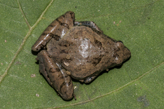 Microhyla berdmorei