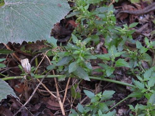 iNaturalist observation photo of nettle-leaved goosefoot