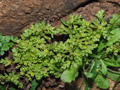 Sedum litoreum
