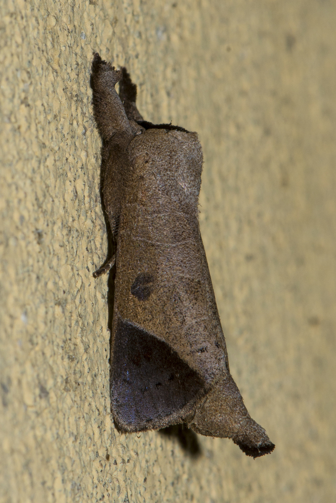 Clostera transecta