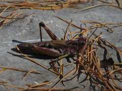 Chorthippus alticola