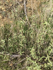 Salvia leucophylla × mellifera