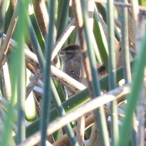iNaturalist observation photo of Marsh Wren