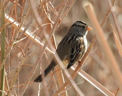 Zonotrichia leucophrys