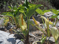 Arum concinnatum