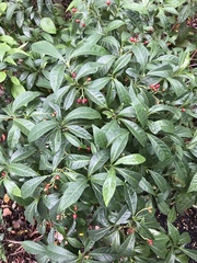 Psychotria ligustrifolia