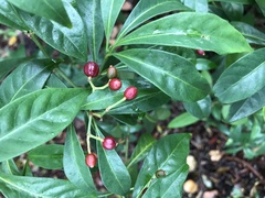 Psychotria ligustrifolia