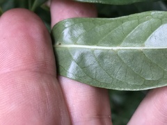 Psychotria ligustrifolia