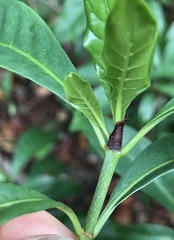 Psychotria ligustrifolia