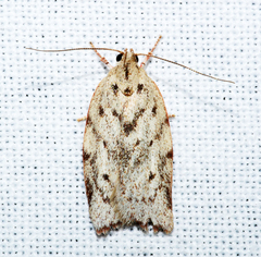 Euchaetis