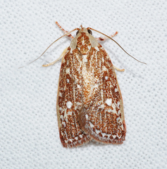 Euchaetis metallota