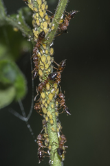 Crematogaster wroughtonii