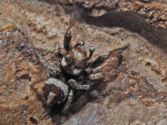 Pellenes flavipalpis