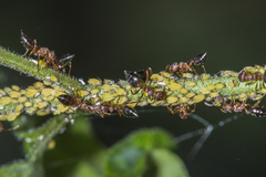 Crematogaster wroughtonii