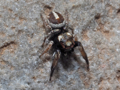 Pellenes flavipalpis