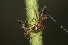 Crematogaster wroughtonii