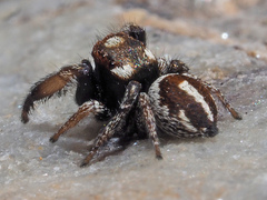 Pellenes flavipalpis