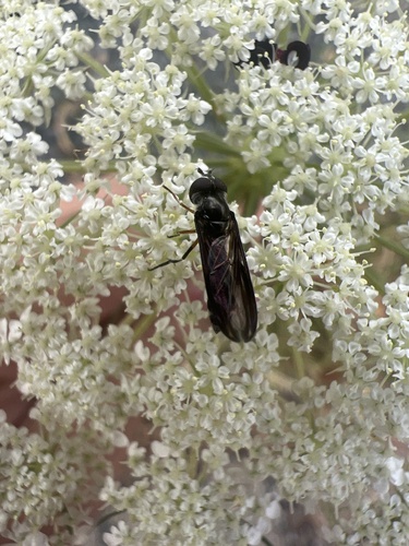 Unknown species found near University of Delaware, Newark, DE, US