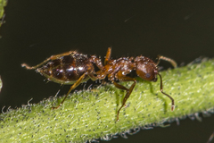 Crematogaster wroughtonii