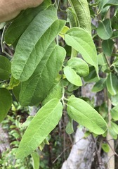Passiflora multiflora