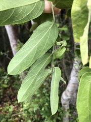 Passiflora multiflora