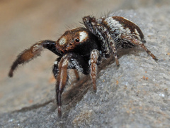 Pellenes flavipalpis