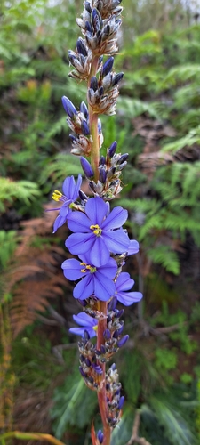 Aristea capitata, photograph 6