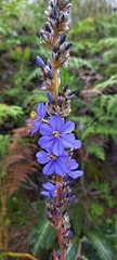 Aristea capitata, photograph Liezl van der Merwe, CC BY, iNaturalist via GBIF