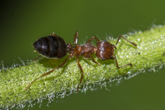 Crematogaster wroughtonii