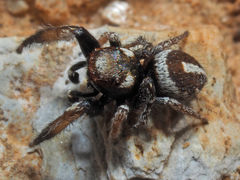 Pellenes flavipalpis