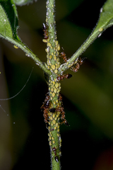 Crematogaster wroughtonii