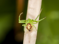 Diaea suspiciosa
