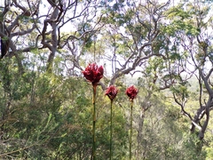 Doryanthes excelsa