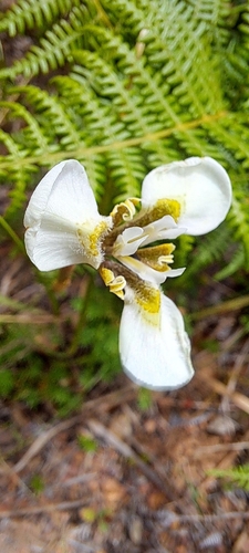 Reed Uintjie (Moraea tricuspidata)