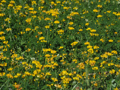 Securigera parviflora