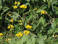 Securigera parviflora