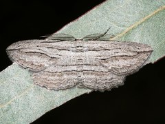 Euphronarcha leptodesma