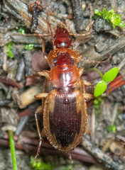 Tanystoma maculicolle