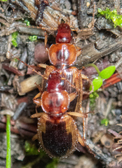 Tanystoma maculicolle