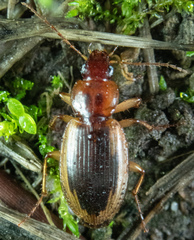 Tanystoma maculicolle