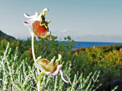 Ophrys fuciflora maxima