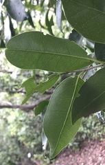 Drypetes lateriflora