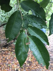 Drypetes lateriflora