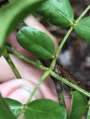 Vachellia choriophylla