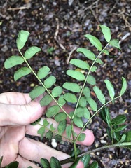 Vachellia choriophylla