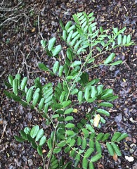 Vachellia choriophylla