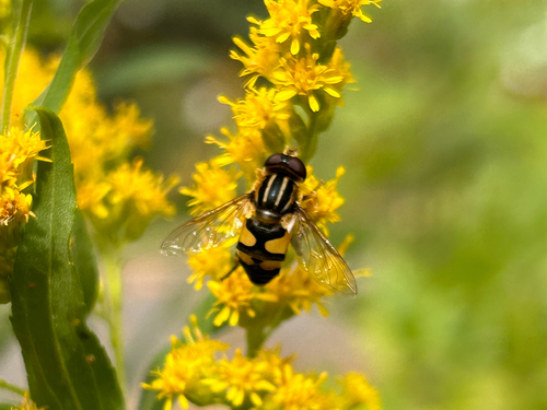 Unknown species found near Hennepin County, US-MN, US