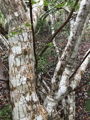 Vachellia choriophylla