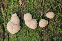 Tubifera glareata